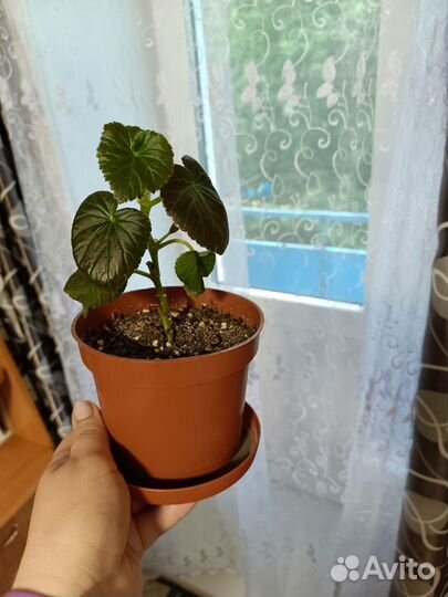 Бегония элатиор