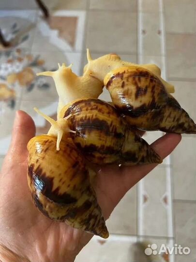 Улитки Ахатины
