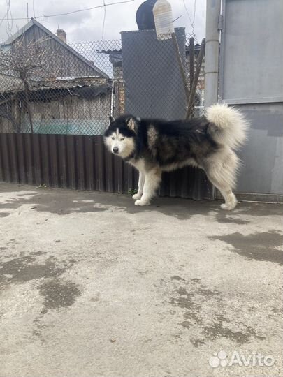 Сибирский хаски