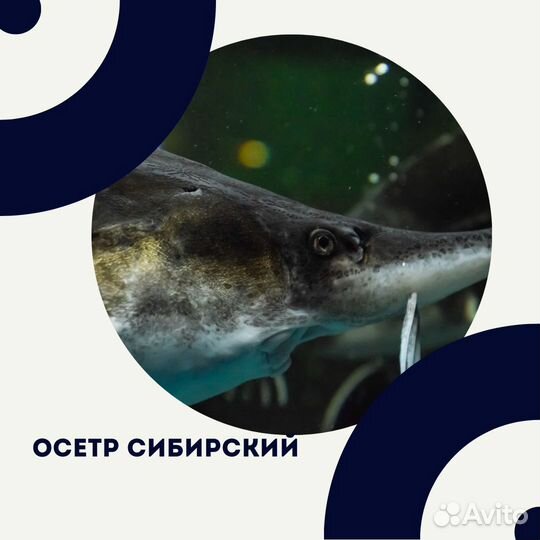 Рыба оптом холодного копчения