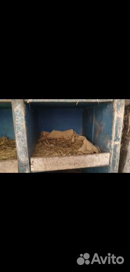 Гнездо для кур