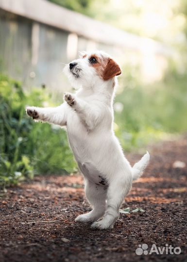 Джек Рассел терьер