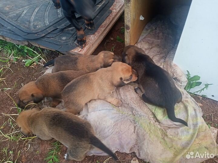 Щенки таксы