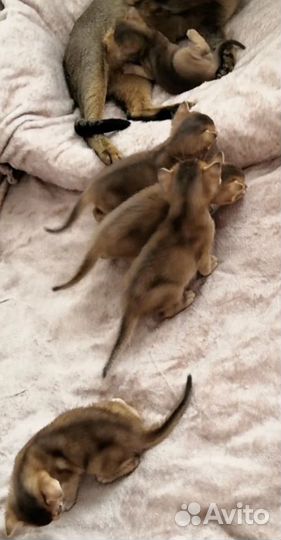 Вязка, абиссинец