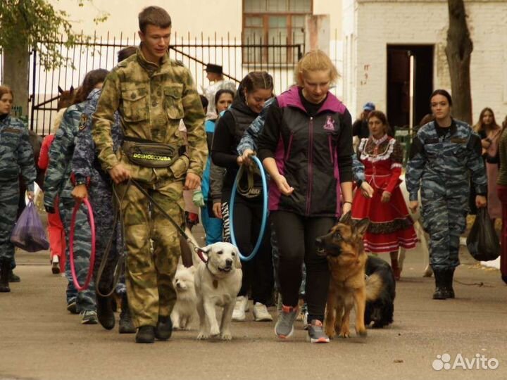 Кинолог, дрессировка собак