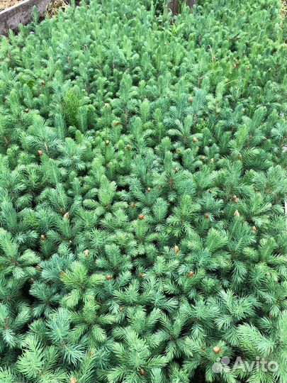 Саженцы ель голубая