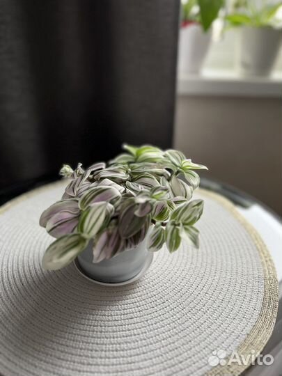 Традесканция пестролистная