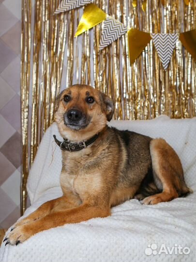 Чедесная ласковая Лакки хочет домой