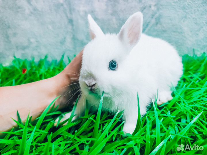 Карликовый кролик - супер мини