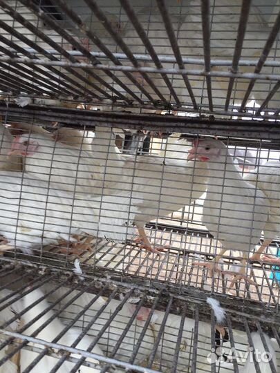 Куры Несушки