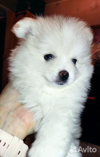 Щенки шпица