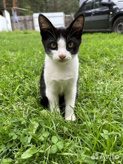 Кошка в добрые руки