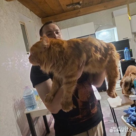 Кот Мейн кун