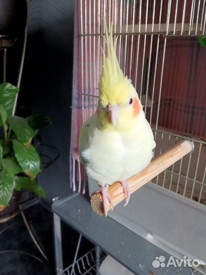 Отдам кореллу девочку в добрые руки