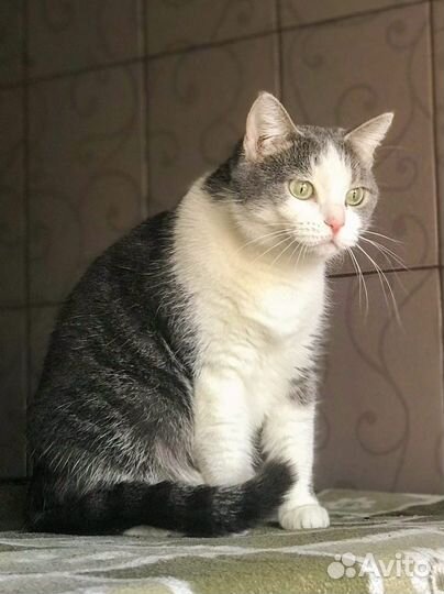 Пухленькая кошка Ксюша ищет семью