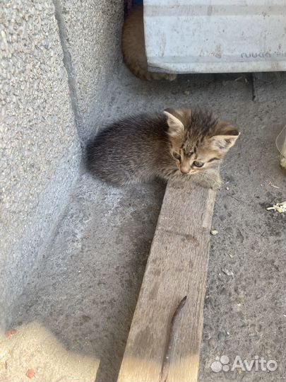 Самые милые котята отдам в добрые руки
