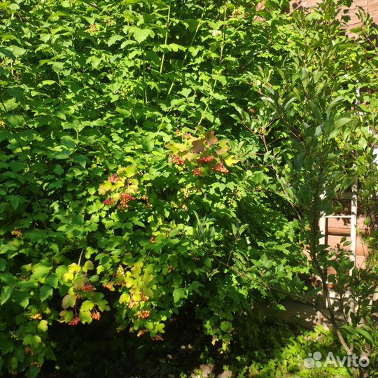 Куст калины