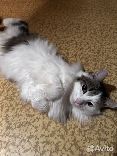 Отдам кота в добрые руки