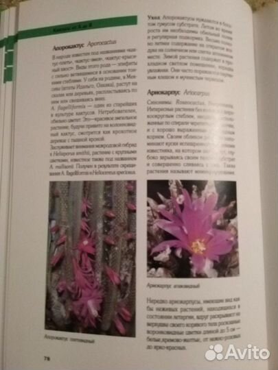 Гюнтер Андерсон Кактусы в нашем доме