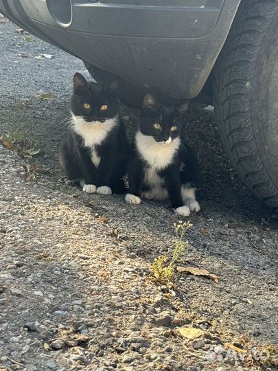 Котята ищут дом