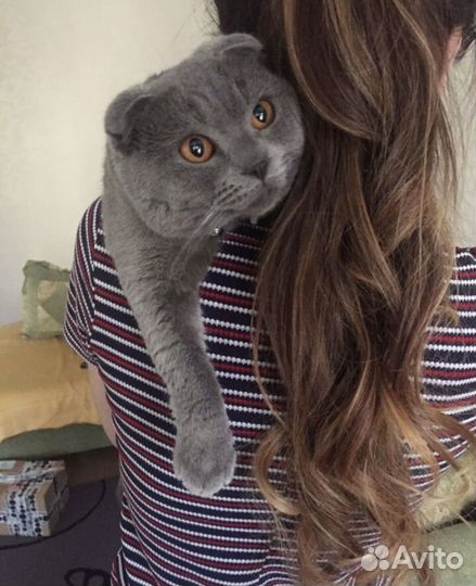 Британский вислоухий кот