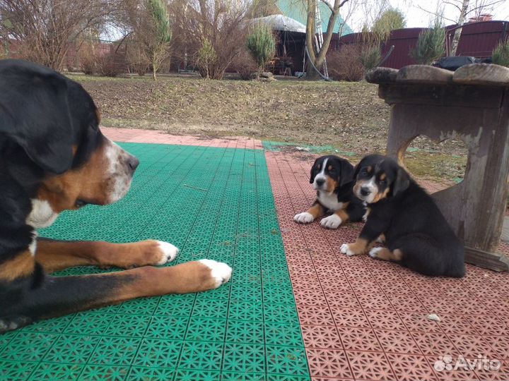 Щенок большой швейцарский зенненхунд (Гросс)