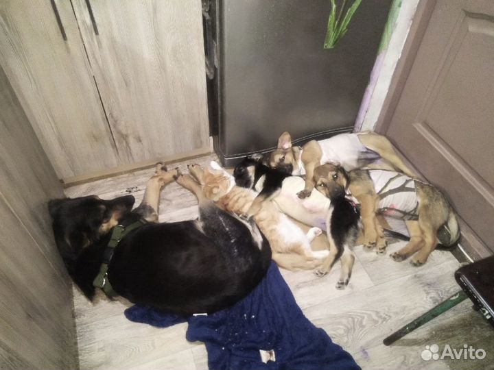 Собаки и щенки