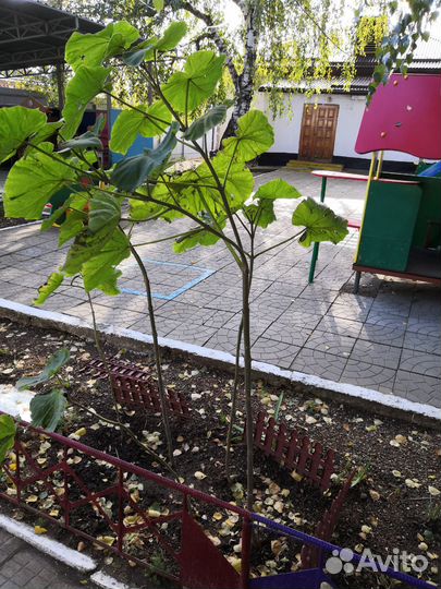 Павлония саженцы