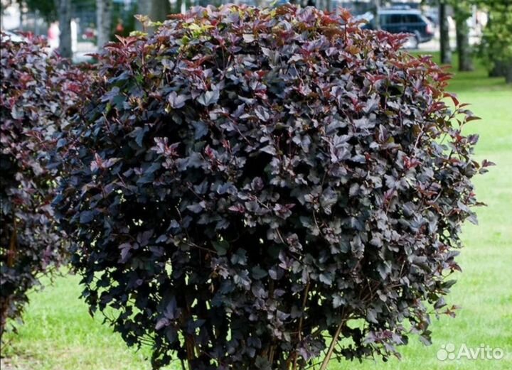 Пузыреплодники Литлы Энджел,Девил,Диабло,Ред Барон