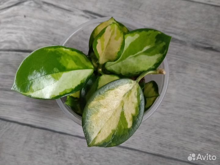 Хойя аустралис лиза