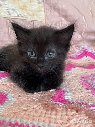 Котята в добрые руки мальчики