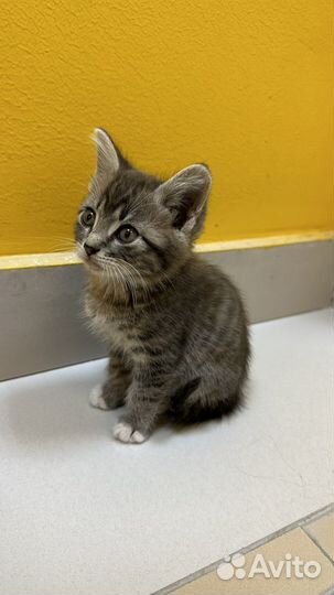 Котенок в доьрые руки бесплатно