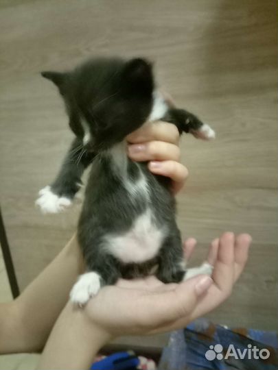 Отдам котят