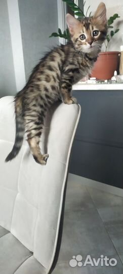 Кошка бенгальская