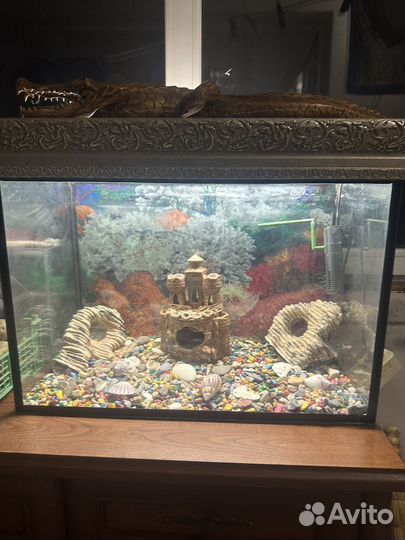Аквариум