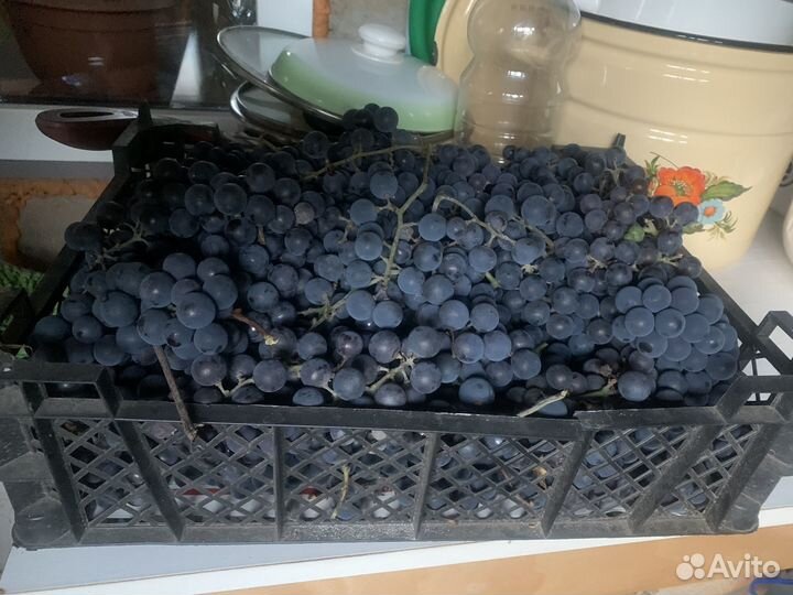 Винград местный Изабелла