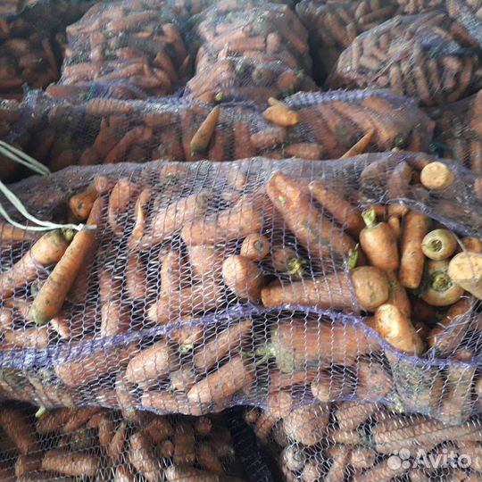 Морковь оптом