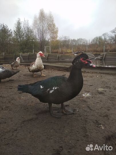 Утки на племя