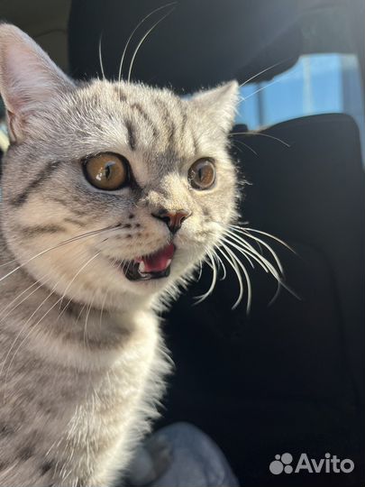 Шотландский кот вязка