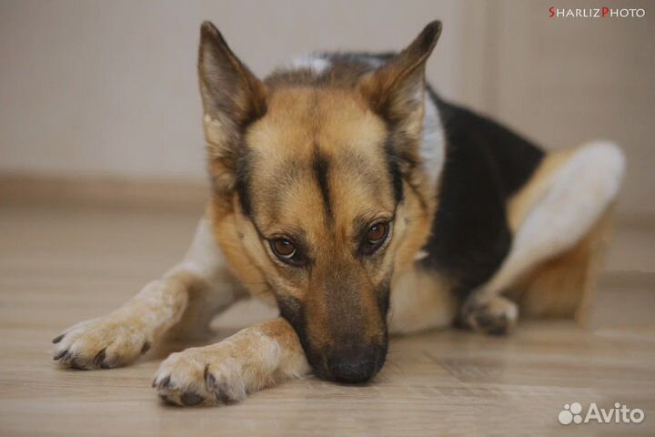 Девочка тип овчарки (помесь) ищет дом