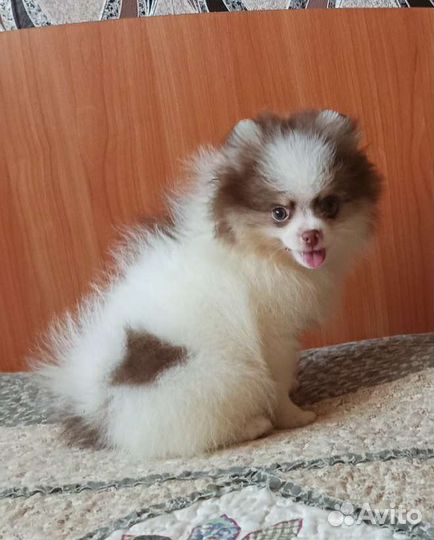 Шпиц редкого окраса