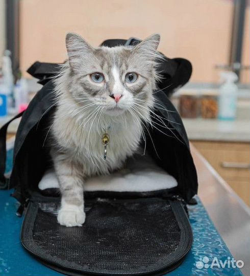 Скорая ветеринарная помощь. Ветеринарный врач