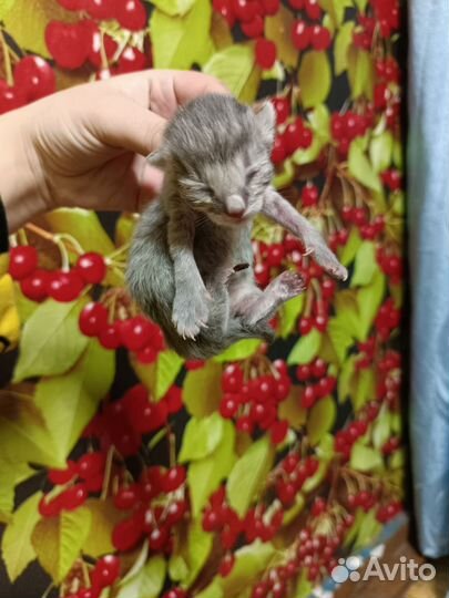 Домашние животные