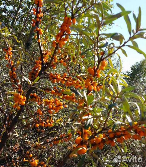 Саженцы облепихи