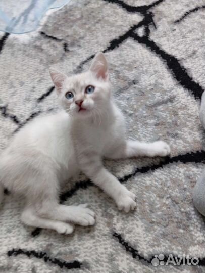 Котята