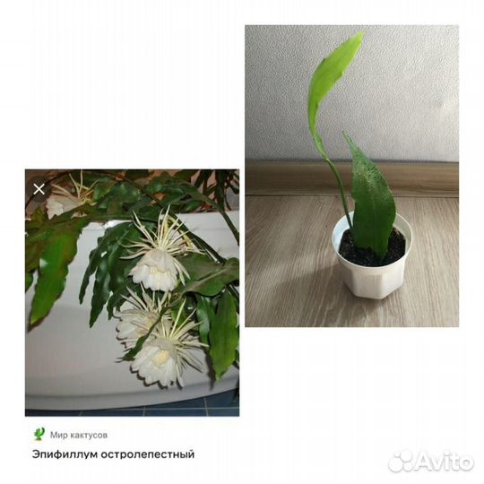 Комнатные растения по 150