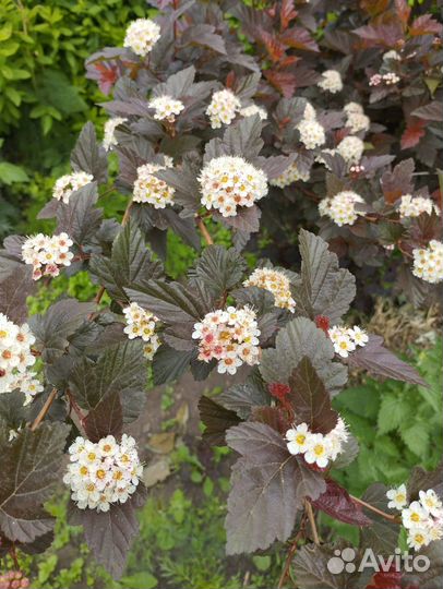 Чайная роза, пузыреплодник