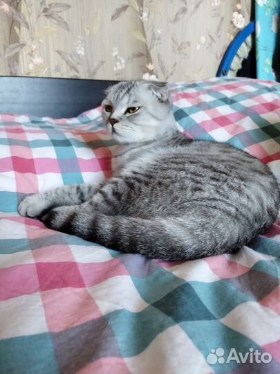 Шотландская вислоухая кошка бесплатно