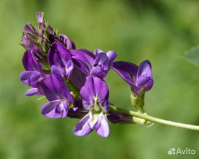 Семена люцерны