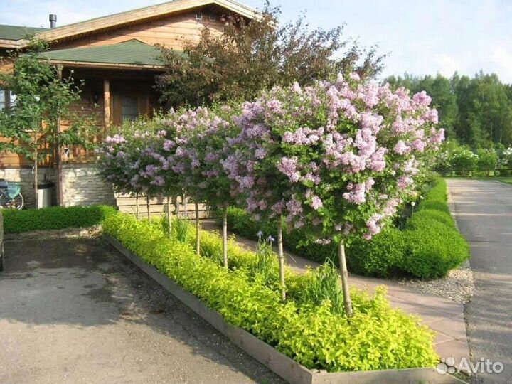 Сирень красная и др.деревцем
